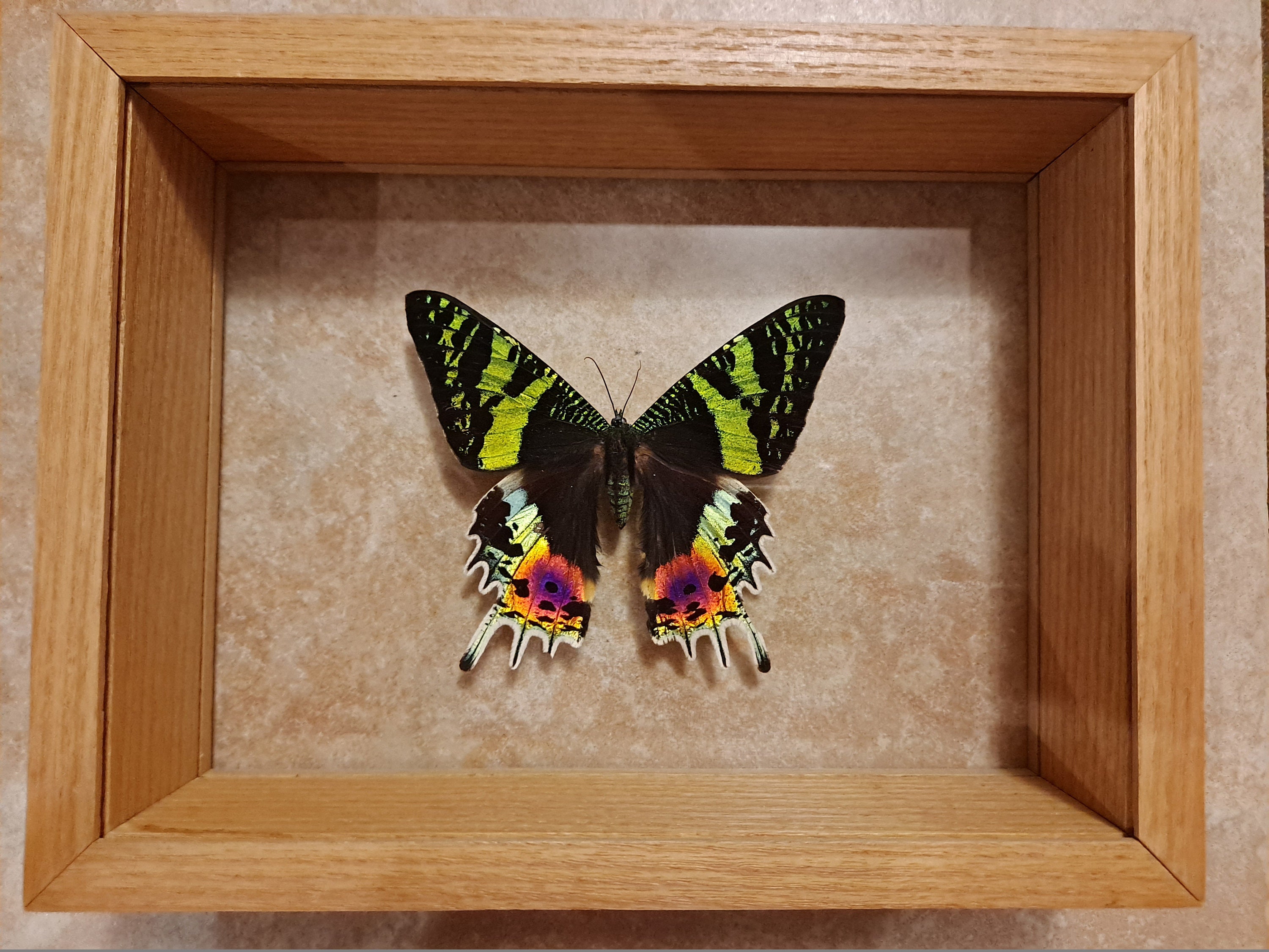 Madagascan Sunset Moth Chrysiridia Urania Ripheus Framed