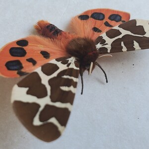 Great Garden Tiger Moth Arctia Caja Lepidoptera Woolly Bear Caterpillar In Double Glass Frame image 8