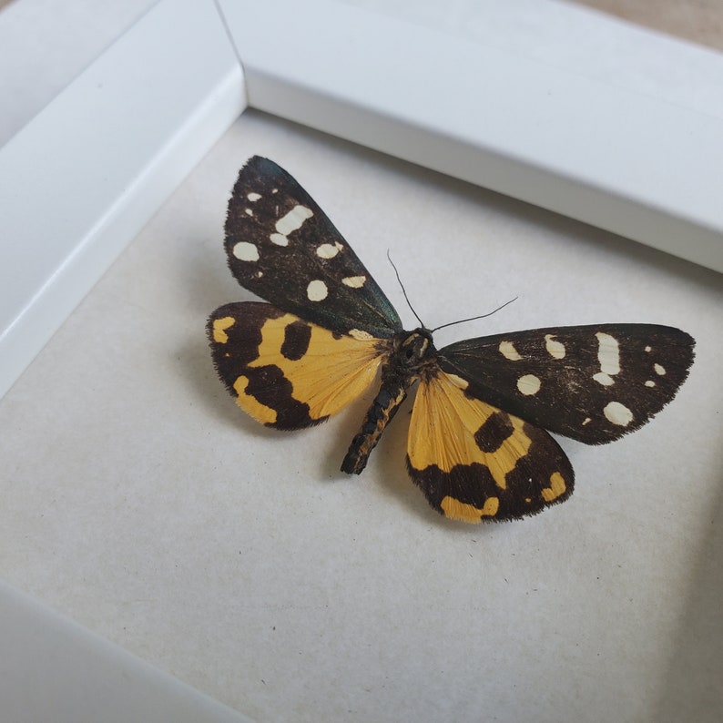 Panaxia Scarlet Tiger Moth Callimorpha Dominula Framed Arctiinae Shadowbox Display image 4