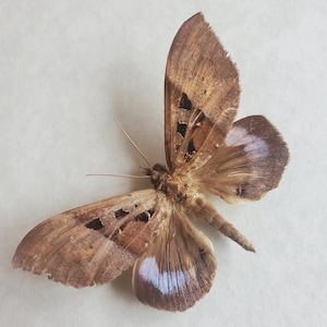 May include: A brown moth with intricate wing patterns and a delicate antennae. The wings feature dark brown and black markings, with a touch of light blue near the edges. The moth's body is a lighter brown color.