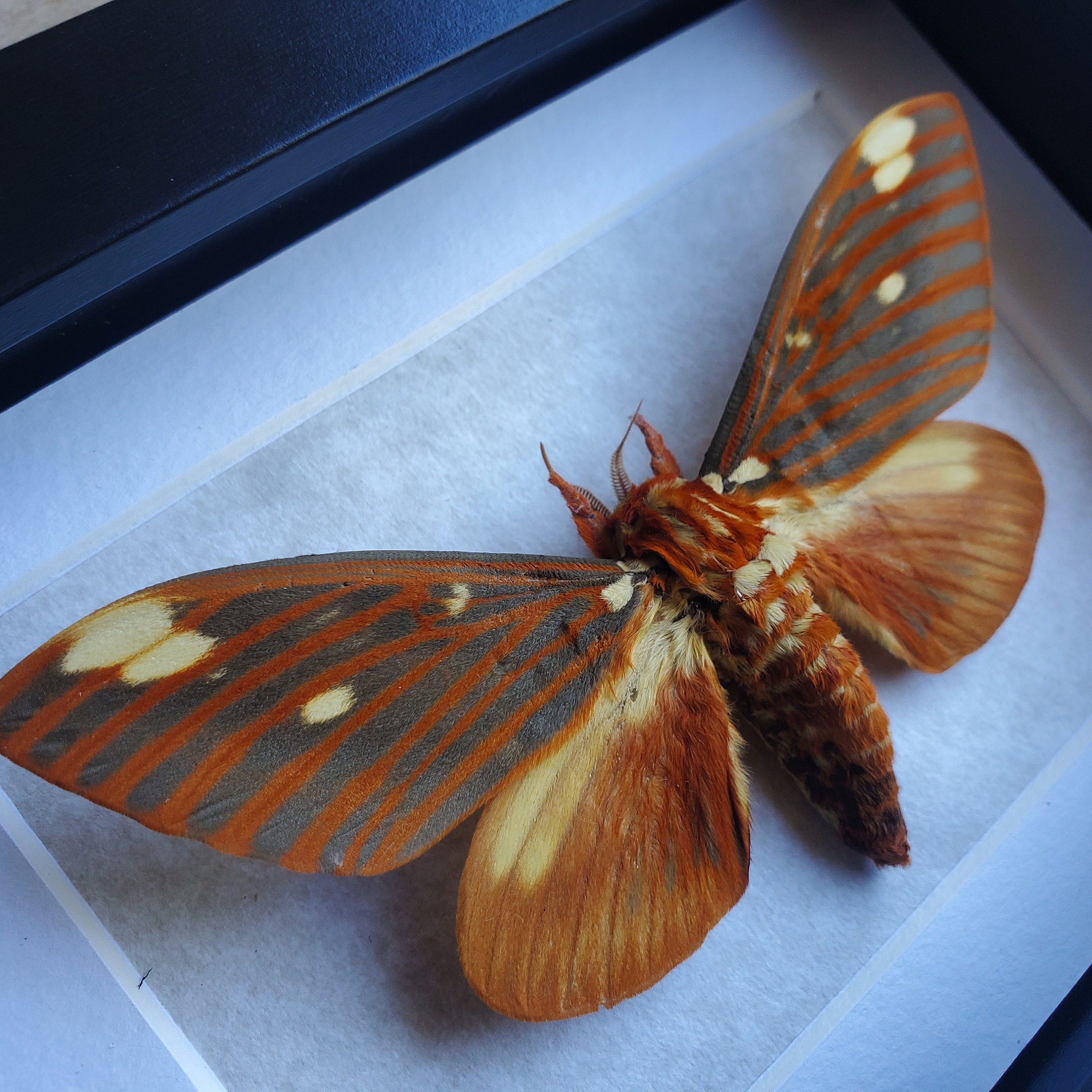 Royal Walnut Moth