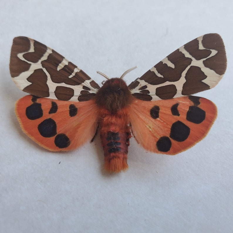 Great Garden Tiger Moth Arctia Caja Lepidoptera Woolly Bear Caterpillar In Double Glass Frame image 1
