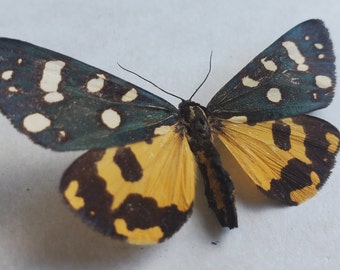 Panaxia Scarlet Tiger Moth Callimorpha Dominula Framed Arctiinae Shadowbox Display