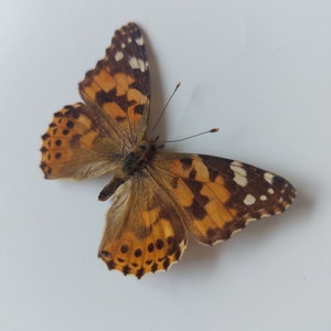 Op de afbeelding: Een bruine en oranje vlinder met zwarte en witte markeringen op zijn vleugels. De vlinder bevindt zich op een witte achtergrond.