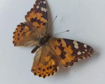 Painted Lady Vanessa Cardui Cynthia Framed Lepidoptera Doubleglass Display