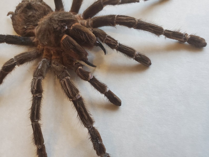 Giant Brazilian Salmon Pink Birdeater Lasiodora parahybana Tarantula Spider Arachnid Shadowbox Display image 1