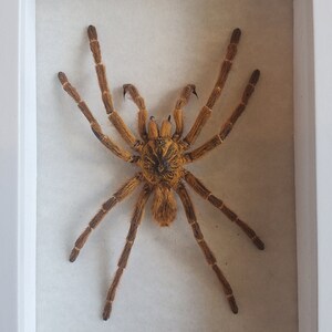 May include: A framed, preserved tarantula spider with brown legs and a hairy, brown body.