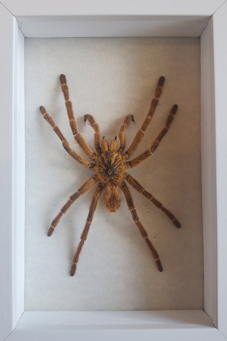May include: A framed, preserved tarantula spider with brown legs and a hairy, brown body.
