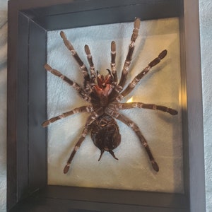 Giant Brazilian Salmon Pink Birdeater Lasiodora parahybana Tarantula Spider Arachnid Shadowbox Display image 5