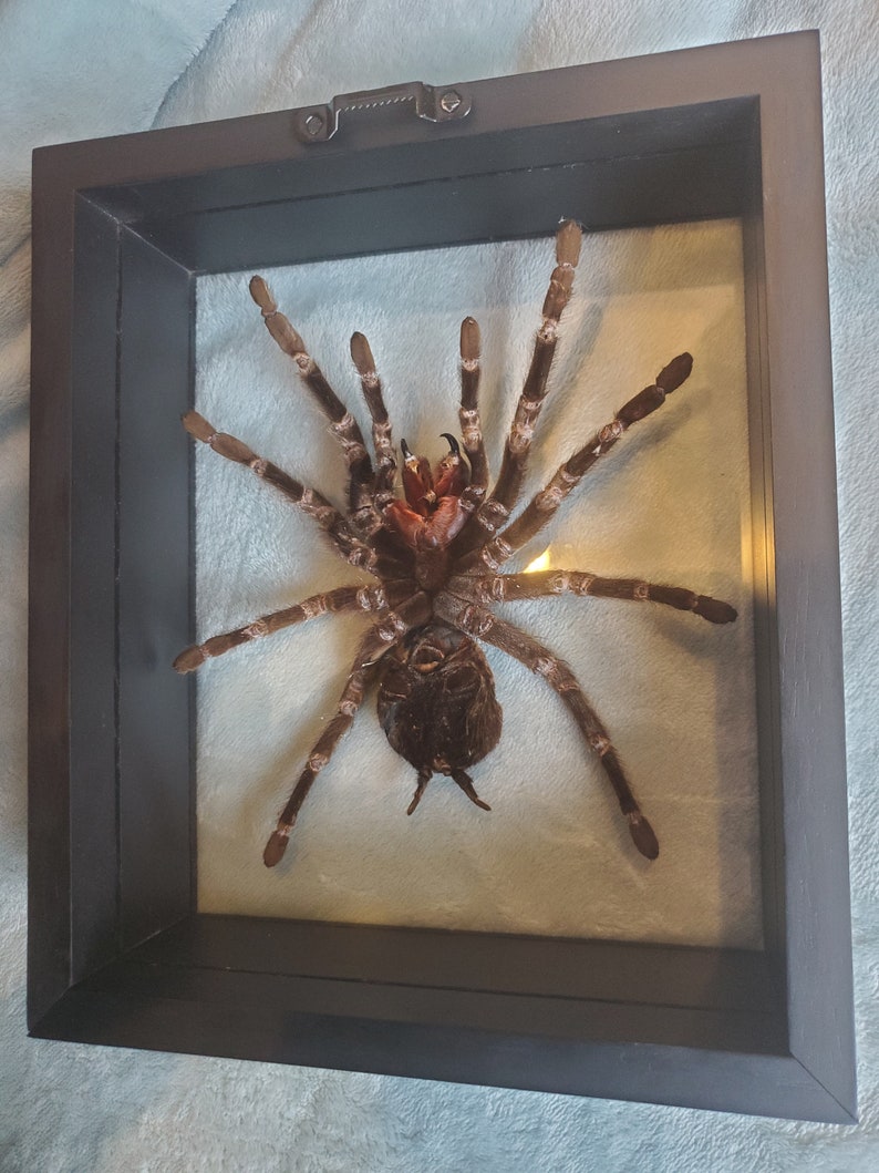 Giant Brazilian Salmon Pink Birdeater Lasiodora parahybana Tarantula Spider Arachnid Shadowbox Display image 5