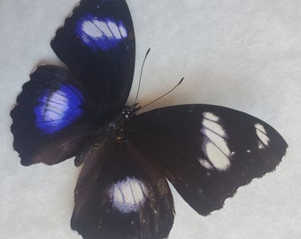 Blue Moon Great Eggfly Hypolimnas Bolina Framed Butterfly Shadowbox