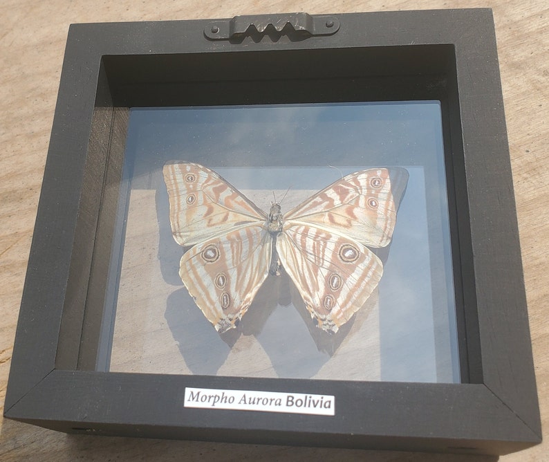 Morpho Aurora Bright Blue Butterfly Lepidoptera Displayed Double Glass Frame Shadowbox image 9