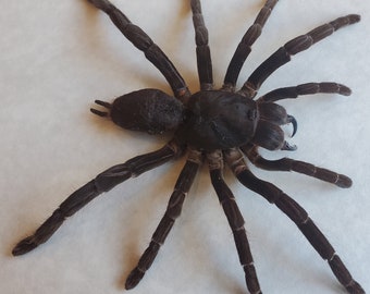 Giant Baboon Spider Hysterocrates Gigas Framed Arachnidae Shadowbox Display