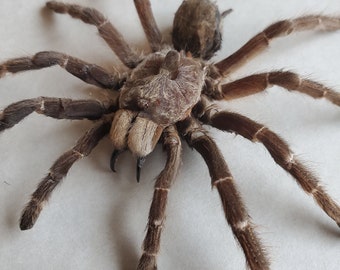 Ceratogyrus Darlingi Burst Horned Baboon Bird Eating Tarantula