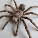 see more listings in the Spiders Scorps Manyleged section