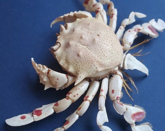 Spotted Yellow Moon Crab Speckled Sand Crab Ashtoret Lunaris Framed Marine Crustacean