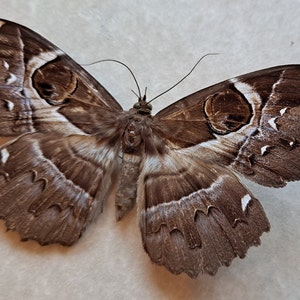 May include: A brown and white moth with large, prominent eyespots on its wings.