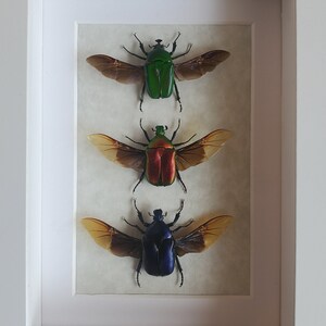 Trio av juvelbaggar *Torynorrhina Lschiopsopha* Inramad colioptera *Shadowbox*
