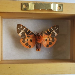 Great Garden Tiger Moth Arctia Caja Lepidoptera Woolly Bear Caterpillar In Double Glass Frame image 5