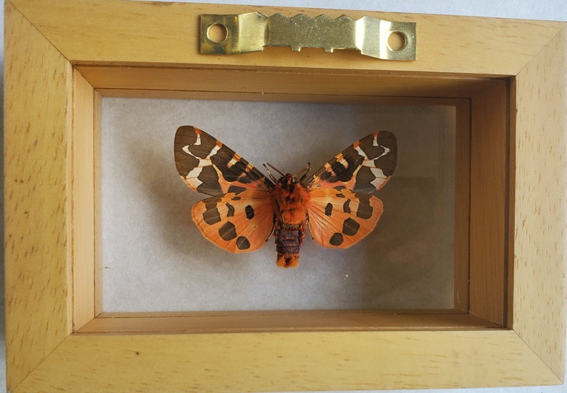 Great Garden Tiger Moth Arctia Caja Lepidoptera Woolly Bear Caterpillar In Double Glass Frame image 5