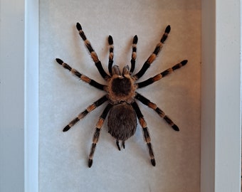 Mexican Redknee Tarantula Brachypelma Smithi Framed Bird Eating Spider Shadowbox