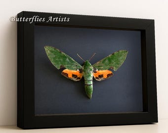 Real Verdant Sphinx Euchloron Megaera African Moth Framed Entomology Shadowbox Display