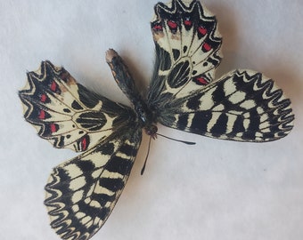 Southern Festoon Zerynthia Polyxena Framed Lepidoptera Shadowbox