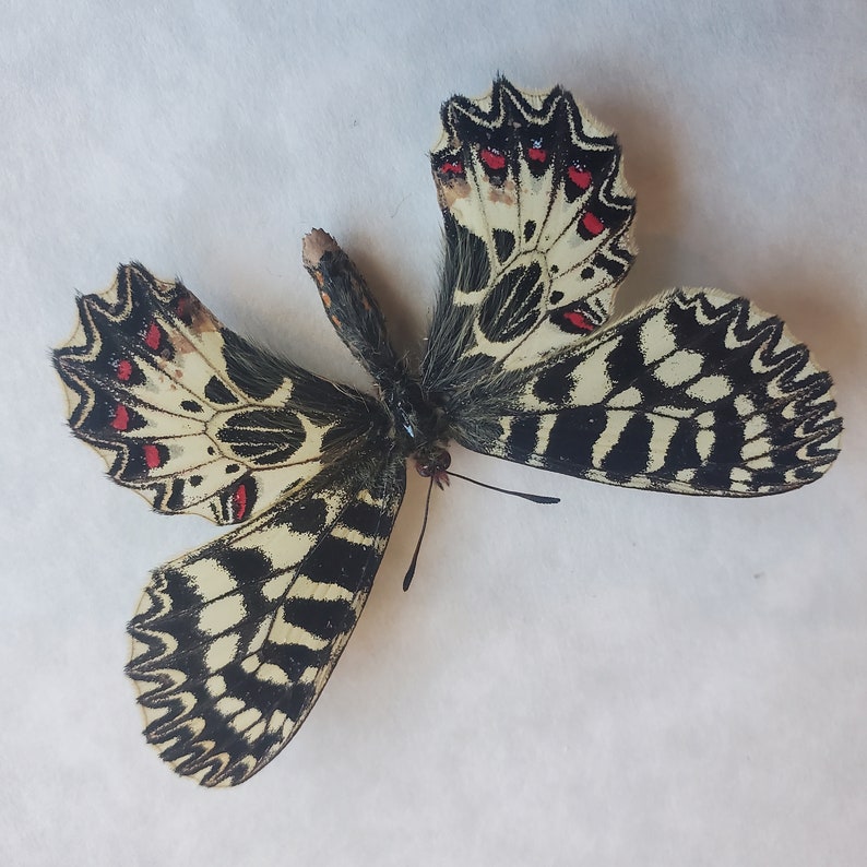 Southern Festoon Zerynthia Polyxena Framed Lepidoptera Shadowbox image 1