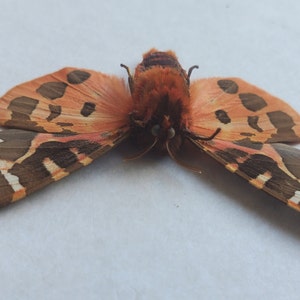 Great Garden Tiger Moth Arctia Caja Lepidoptera Woolly Bear Caterpillar In Double Glass Frame image 10
