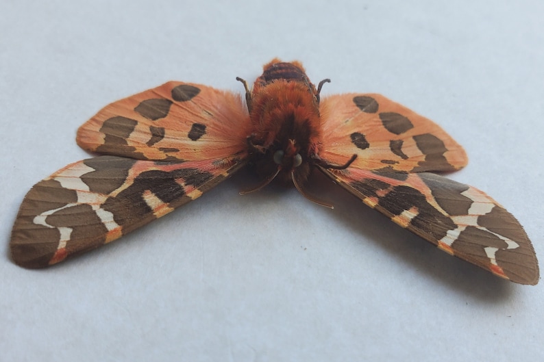 Great Garden Tiger Moth Arctia Caja Lepidoptera Woolly Bear Caterpillar In Double Glass Frame image 10