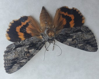 Bride Underwing Catocala Neogama Framed Lepidoptera Shadowbox Display