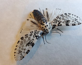 Giant Leopard Moth Hypercompe Scribonia Eye Tiger Arctidae
