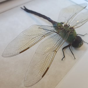 Puede incluir: Una libélula preservada con alas translúcidas y un cuerpo verde y negro. La libélula está montada sobre un fondo blanco.