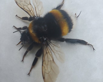 Bombus Terrestris Buff-tailed Earth Bumblebee Framed Hymenoptera Shadowbox