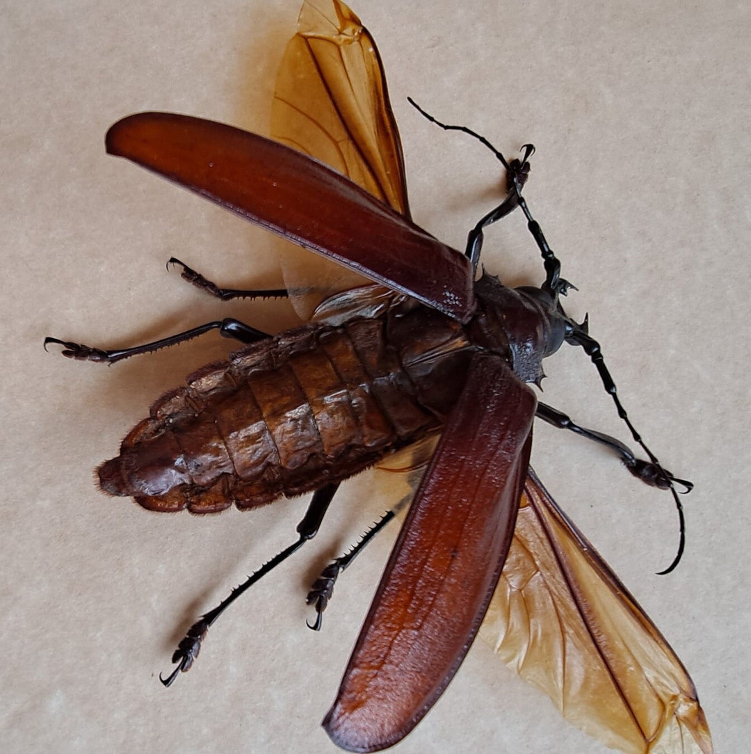 World's Largest Beetle Titanus Giganteus Framed Coleoptera Swadowbox ...