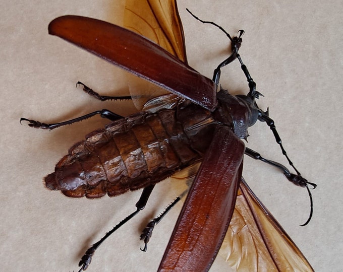 World's Largest Beetle Titanus Giganteus Framed Coleoptera Swadowbox ...