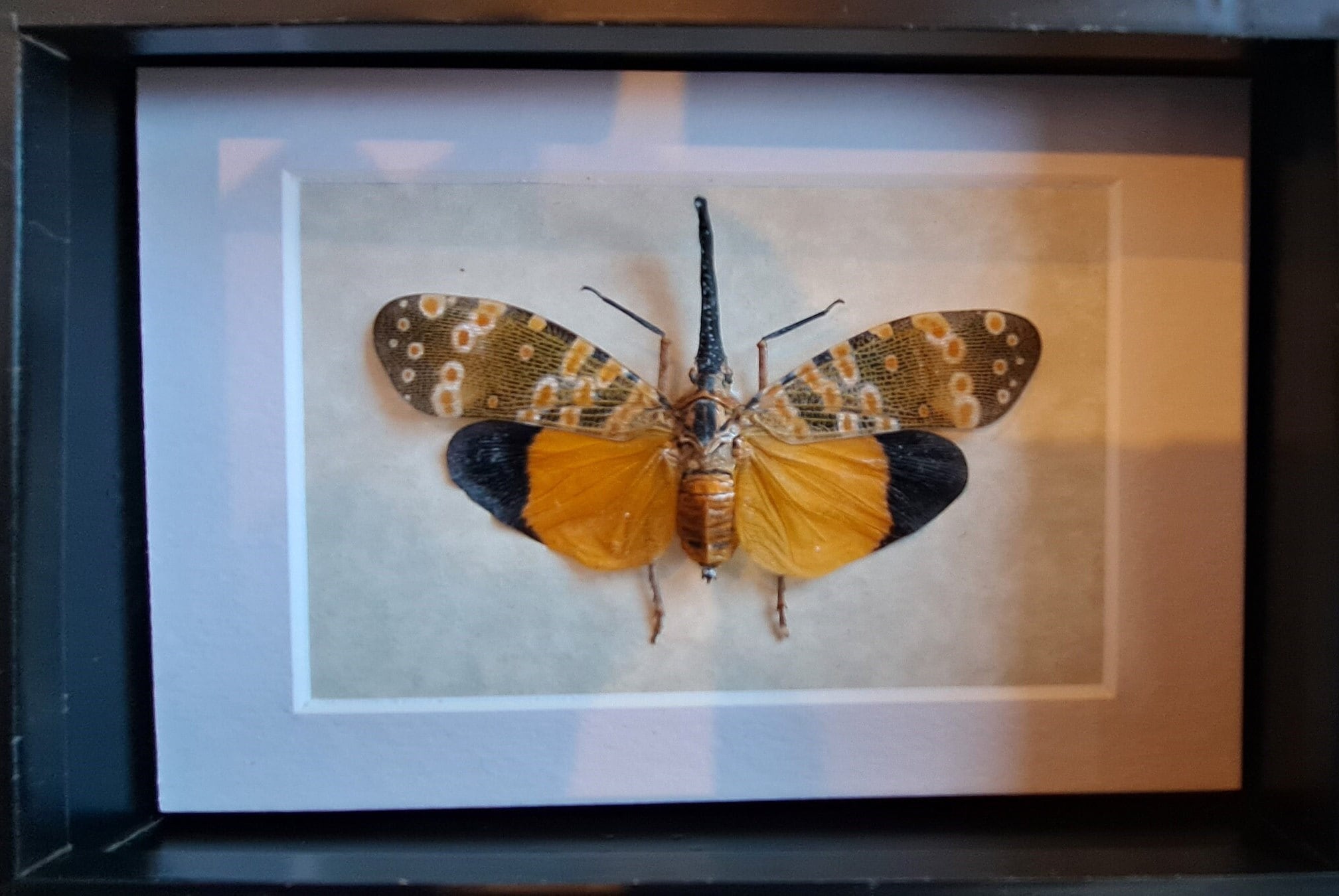 Dark-horned Lanternfly Pyrops Spinolae Framed Cicada in Shadowbox
