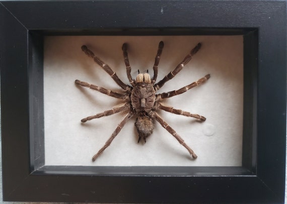 Ceratogyrus Darlingi Burst Horned Baboon Bird Eating Tarantula