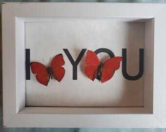 I Love You Mine Valentine Heart True Butterflies Cymothoe Coccinata Sangaris Shadowbox Display