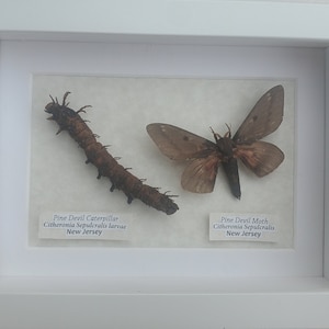 May include: A framed display of a brown and black Pine Devil Caterpillar and a brown Pine Devil Moth, both labeled "Citheronia Sepulcralis" and "New Jersey".