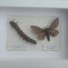 see more listings in the Moths section