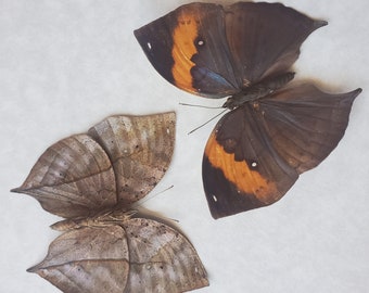 Leaf Mimic Orange Oak Kallima Inachus Framed Nymphalidae Shadowbox Display