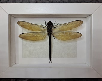 Swamp Darner Dragonfly Epiaeschna Heros Odonata Framed Shadowbox