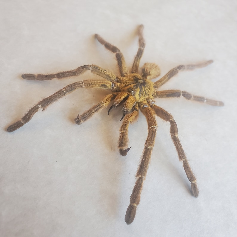 May include: A large, brown tarantula spider with hairy legs and a yellow body. The spider is on a white surface.