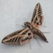 see more listings in the Moths section