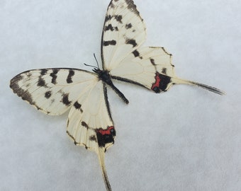 Dragon Swallowtail Sericinus Montela Framed Lepidoptera Shadowbox