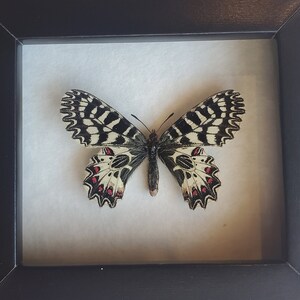 Southern Festoon Zerynthia Polyxena Framed Lepidoptera Shadowbox image 4