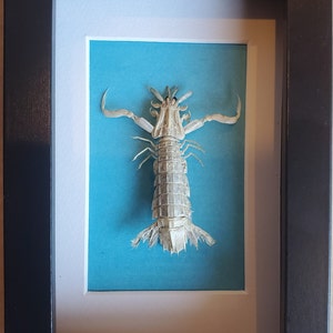 Sandy Sidney Mantis Shrimp Erugosquilla Grahami Framed Squillidae Shadowbox Display image 3