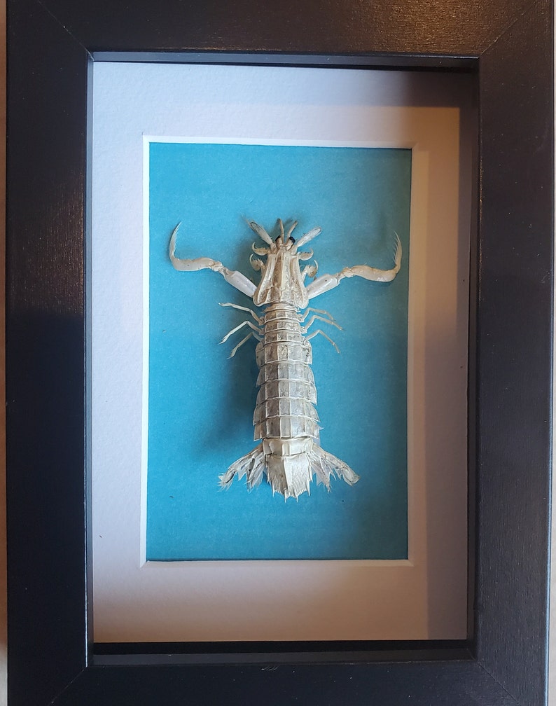 Sandy Sidney Mantis Shrimp Erugosquilla Grahami Framed Squillidae Shadowbox Display image 3