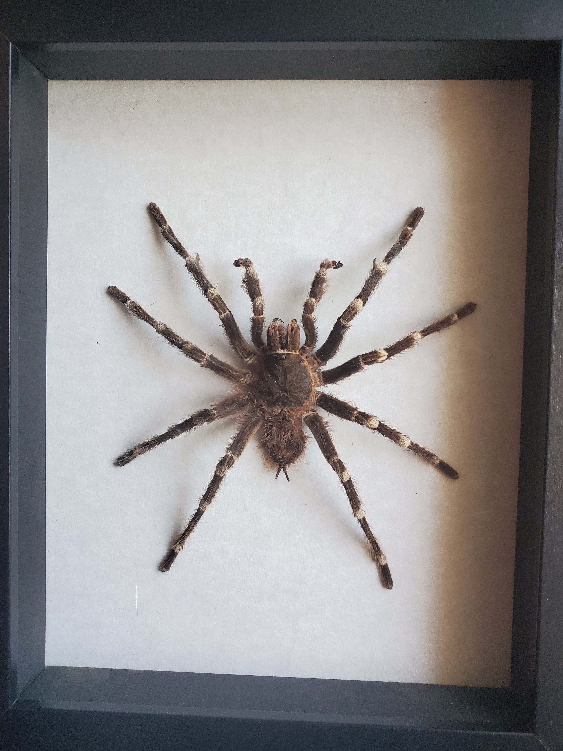 Acanthoscurria geniculata 巨大なブラジルの白い縞模様の膝の鳥の